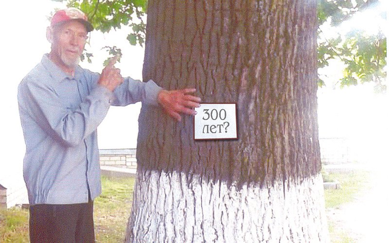 Жили по 300 лет. Дуб 300 лет. 300 Летний дуб. Мордовский дуб. Дерево которое росло 300 лет.