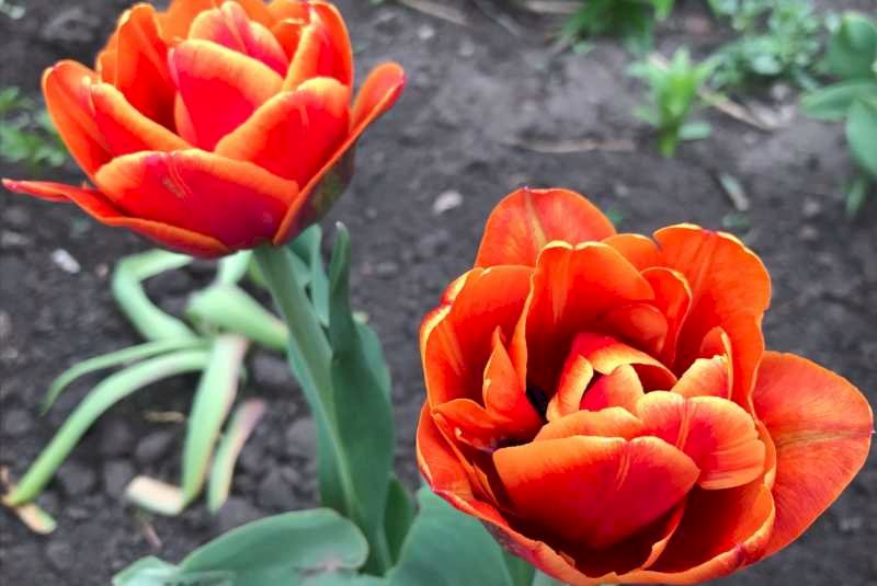 Выкапывать ли тюльпаны каждый год. Тюльпан грунтовый. Тюльпаны после цветения. Стамбул цветение тюльпанов 2022.