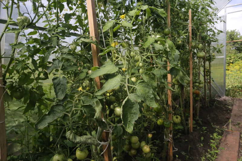 Фитофтора на помидорах: как избежать и чем обработать