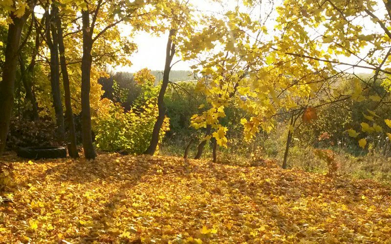 Бабье лета начало. Сентябрь. Бабье лето. Сентябрь месяц. Мордовия бабье лето.