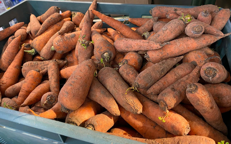 Когда убирать морковь с грядки на хранение и как хранить?