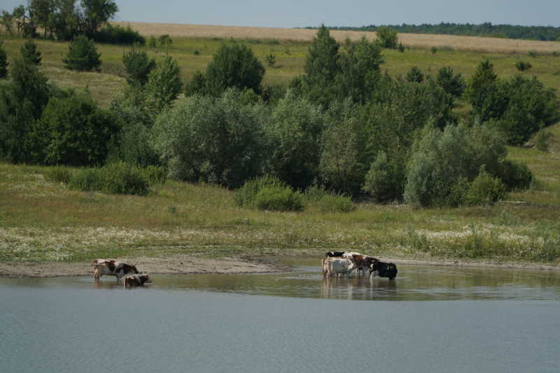 Водоемы мордовии. Авгура Мордовия пруд. Пруд в Алькино Мордовия. Малая Зверяевка Тамбов. Пичеурский пруд Мордовия.