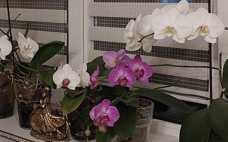 Размножение детками - требования к орхидее