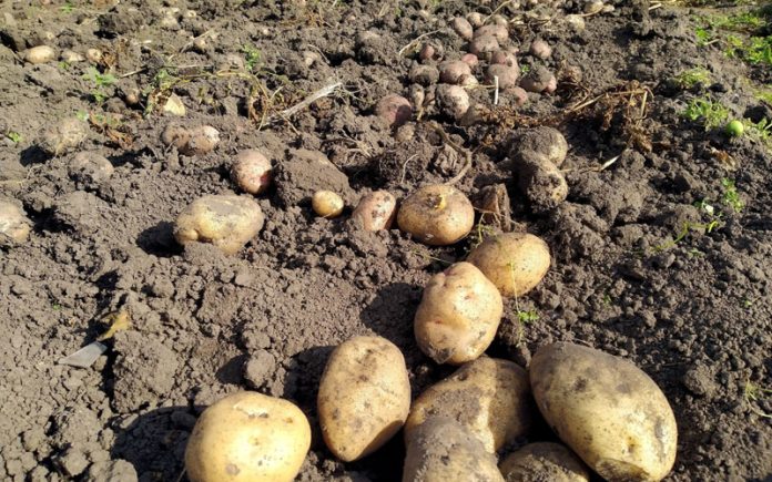 2 урожая картофеля. 2 урожая картофеля. картофель в огороде. картофель 2 урожай. картофель на грядке.