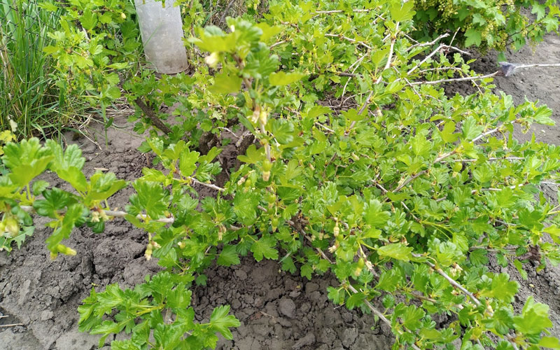 Подкормка крыжовника. Подкормка смородины осенью. Чем подкормить крыжовник. Gooseberry bush. Подкормка смородины.